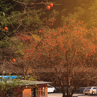 �ٺ���̶᮵����Ӻ���