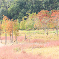 ��̶ˮ����ɫ