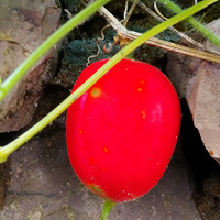 [������]����ʲô�ϣ�