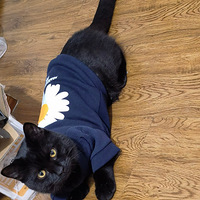 ��������è�������꣬�����л���԰è�𣿵���ʱ���������ཱུ�