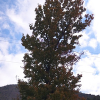 ���ߵĶ�֮ζ��֮ɫ