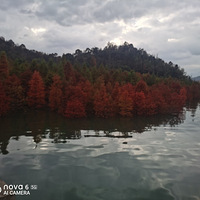 �ψ���ɼ�ֺ���