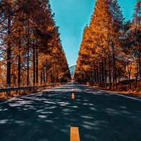 ������׸�����