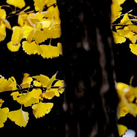 �ټ�������