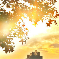 ���������붬�����ӡ��ļ��ڣ�֦ͷ����ƻ𡢻Ƶ��ƽ�ͼ��