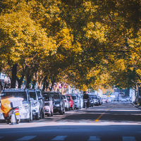 ������ƭһ��