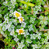 [������]������˪��