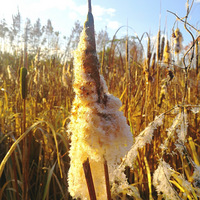 [������]����ʲô����