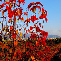 [������]˪Ҷ���ڶ��»�