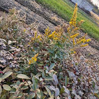 �������ġ��������˿�֮�ļ��ô�һ֦�ƻ�