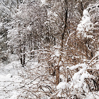 ��һ�������������ѩ