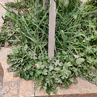 �������ġ���Ȼ�̻��������ֳԵģ���һ���