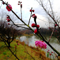 [������]÷������