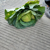 �������ġ����İ��Ĳˣ��׶�԰С���ѵİ���