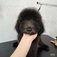 �޹�Ȯ���͹�����ǵĺ���˫Ѫͳϲ������ϵ