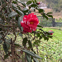 ���ϼҹ�侰ɫ���Ƿǳ�����