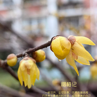 ��÷����