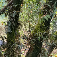 �������ġ����ڽ����ϵ���Ƥʯ������ɲ���Ұ����Ŷ