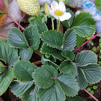 �������ġ����ֵĲ�ݮ