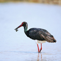 ����һ�������������