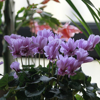 ��Щ���������ɿ���