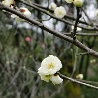 �ŷ幫԰��÷������