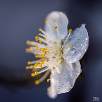 ϸ��÷�����ϻ�