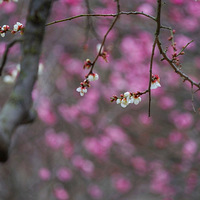 ��÷ӭ�������