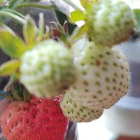 �������ġ����ֵĲ�ݮ����