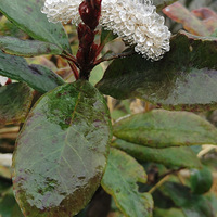 ��������ѩ����