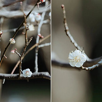 �ٺ���÷��ͼ�������պô����õ��ϣ�