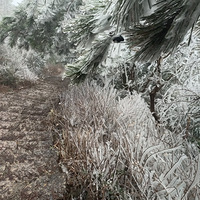 ����Ĵ���