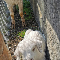 ����԰���С�ɰ�