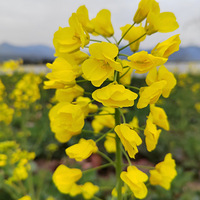 [������]ܽ�غ���ɫ