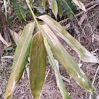 [������]������Ҷ��