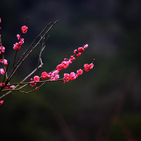 ��÷����