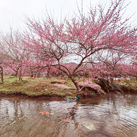 ÷�����Կຮ��