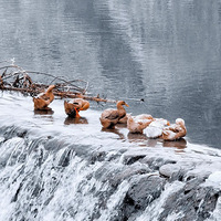 ���������ѩ�ص㣺���ϣ�