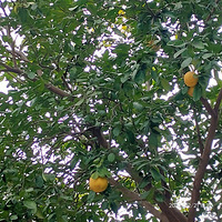 �������ġ����ӻ����ĵ��������껹ûժ����Ȼ������