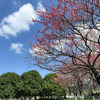 ����㳡��������µ�÷��