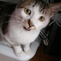 ·��̩¡�ָ����ܶ���èè