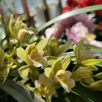 �ֲ�ס�����ջ�