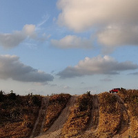 ��Ұ��һ��