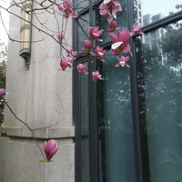 ��̨�ݴ�ɫ��С����Ļ�