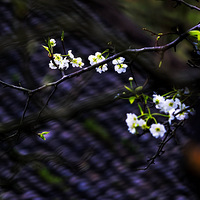 ��̨�ݴ�ɫ���滨һ��������