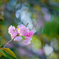 ������԰ӣ��