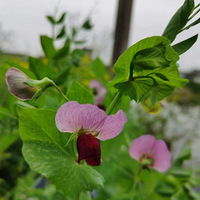 ��̨�ݴ�ɫ��ֻҪ�з��ִ�ɫ�������ﶼ������