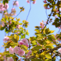 һ������