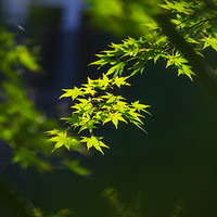 ����ҡ��