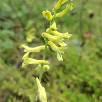 С��Ҳ����